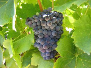 Grenache