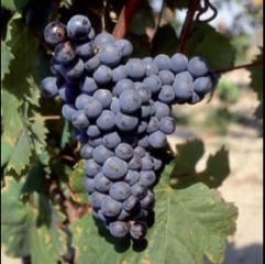 Mourvedre