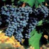 Carignan